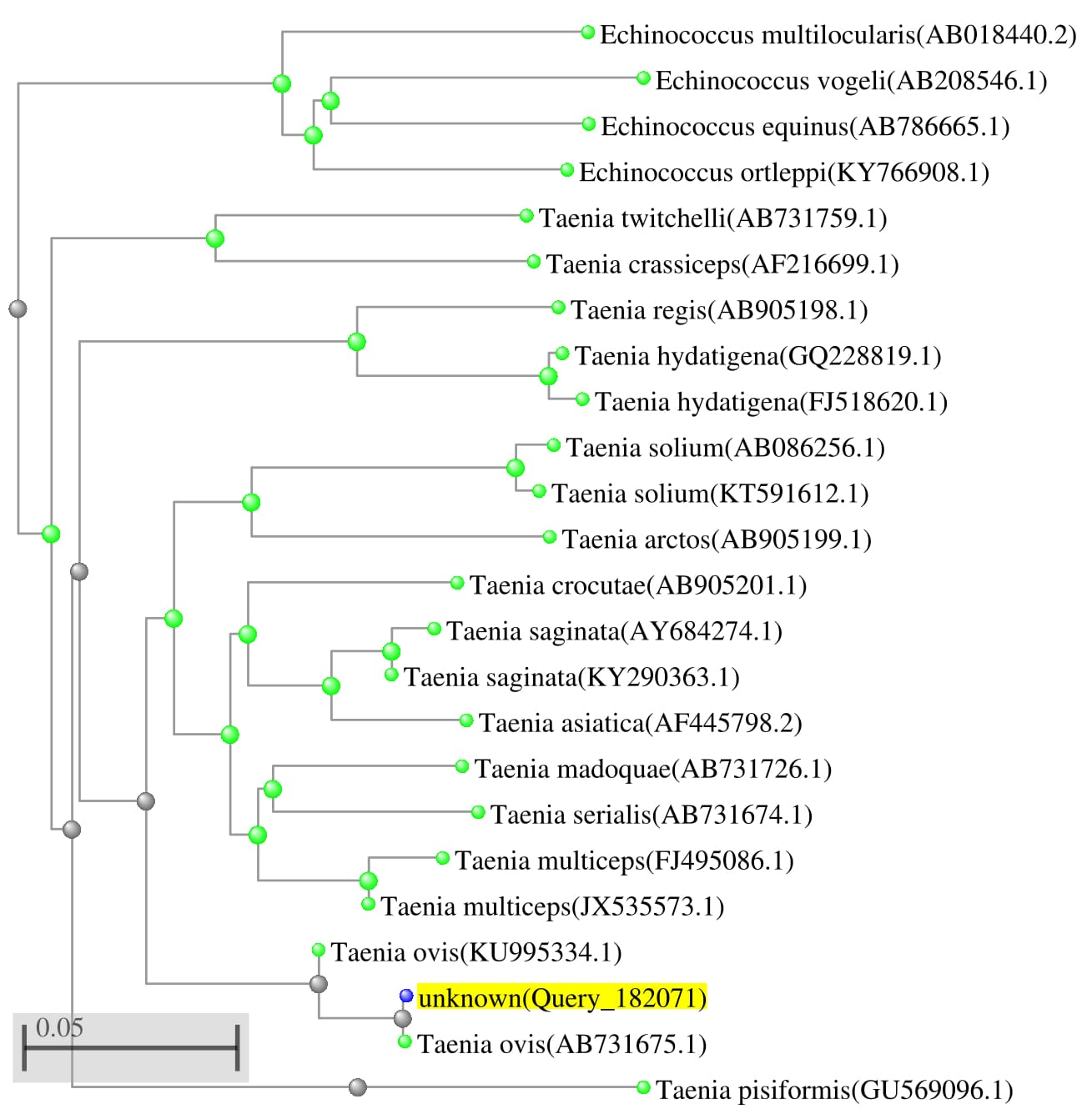 Molecular phylogenetic analysis of Cysticercus ovis from Egypt based on MT-CO1 gene sequences